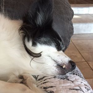 Meet your Posher, Coral